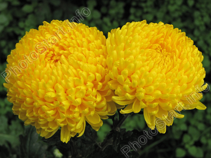      (Tiger Yellow).