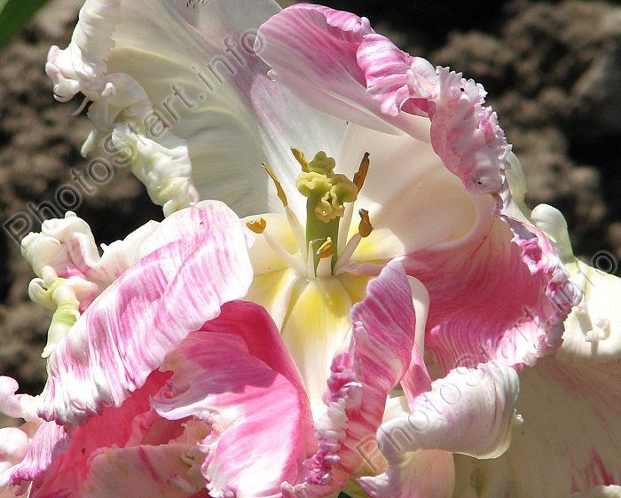 Цветок тюльпана Веберс Пэррот (Weber's Parrot).