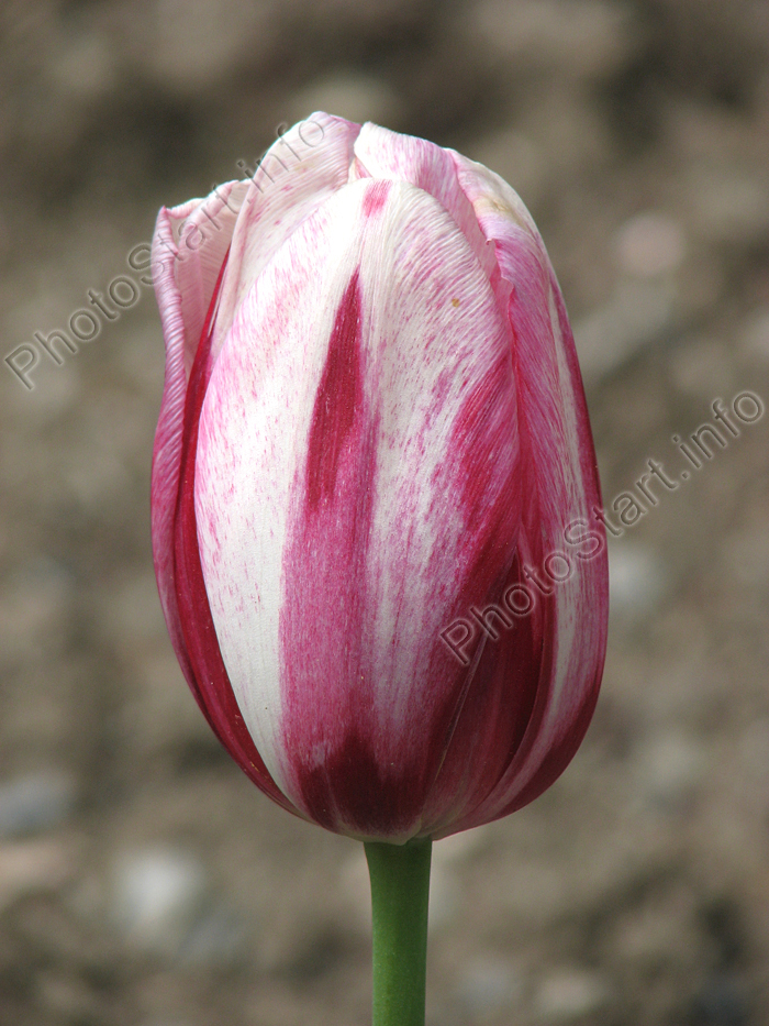 Бутон пёстрого рубиново-белого тюльпана.