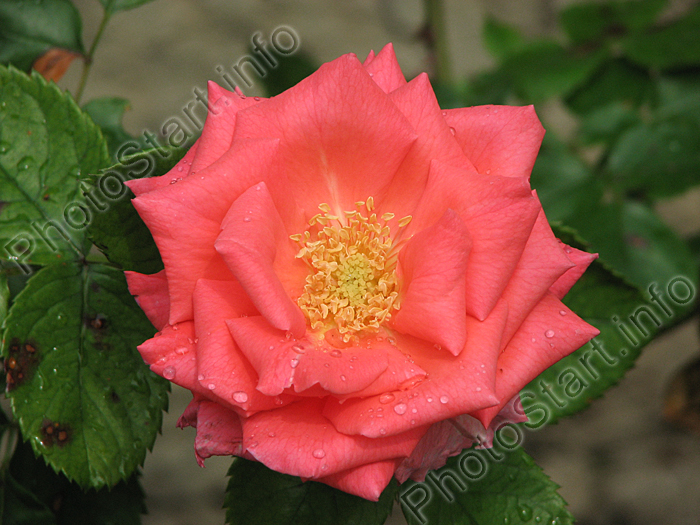 Плетистая розовая роза Розанна (Rosanna).