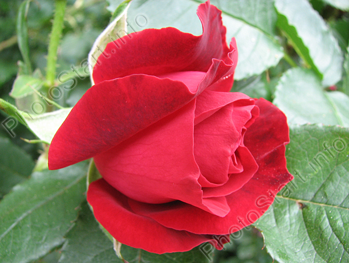 Бутон красной розы Фонтейн (Fontaine).