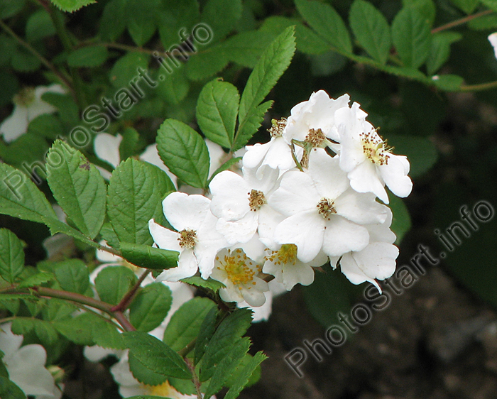Белая роза мультифлора (R. Multiflora).