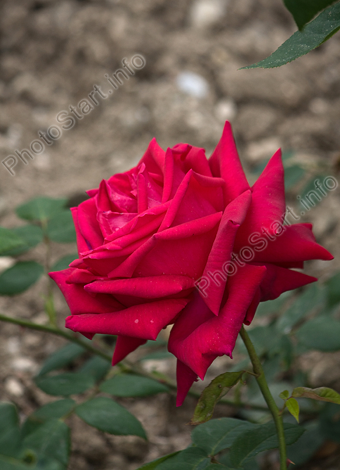 Красная роза Rosa-Rita bat Meyer селекции НБС.