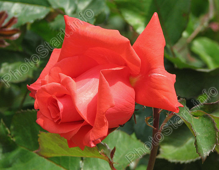 Чайно-гибридная роза Леди Роуз (Lady Rose).