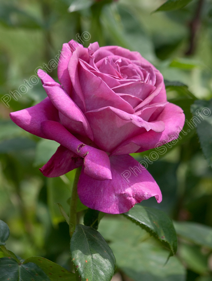 Сиреневая роза Биг Пёпл (Big Purple) из коллекции НБС.
