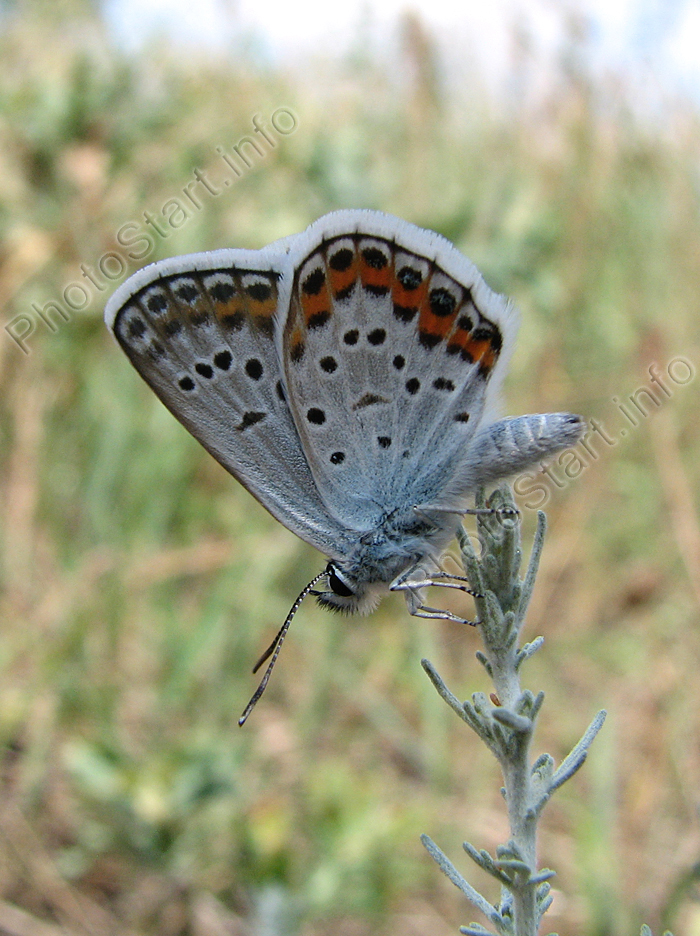    (Polyommatus Icarus).