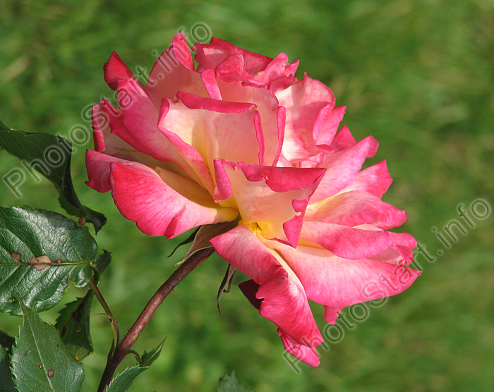 Чайно-гибридная роза Маскотте (Mascotte).