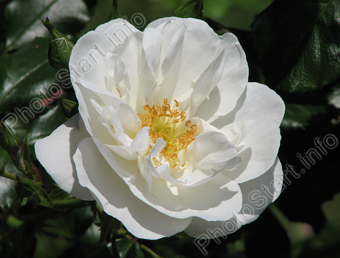 Белая почвопокровная роза Ахтиар.