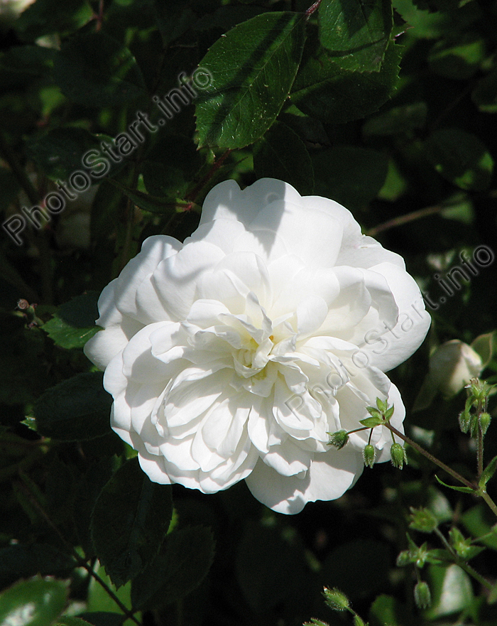 Белая почвопокровная роза Суони (Swany).