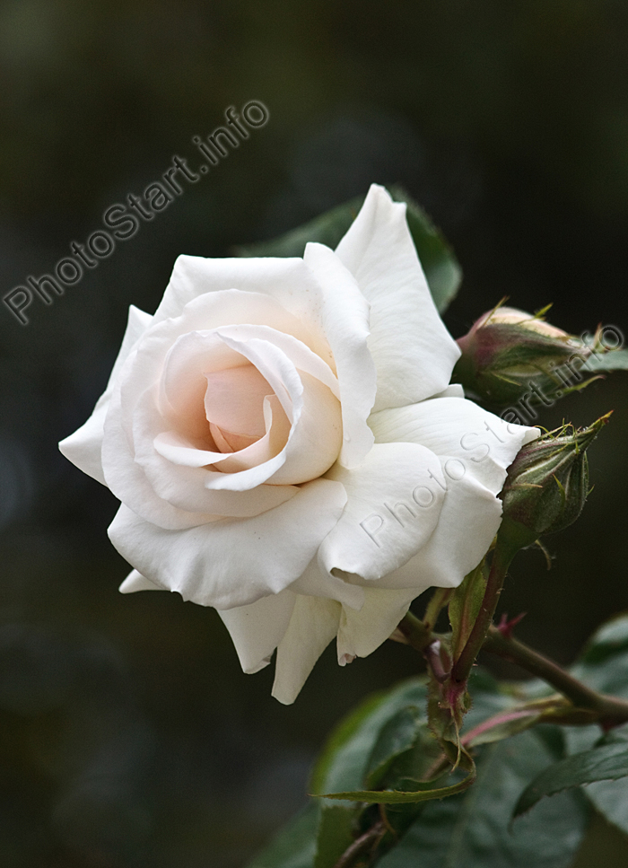 Белая плетистая роза Schwanensee.