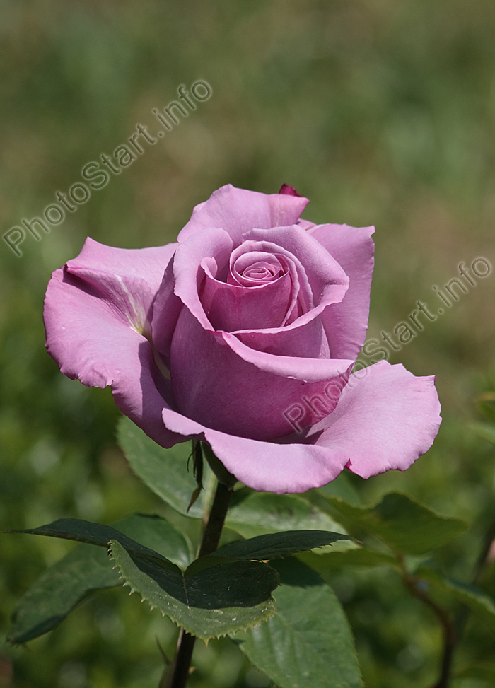 Бутон расцветающей розы Голубой Нил (Blue Nile).