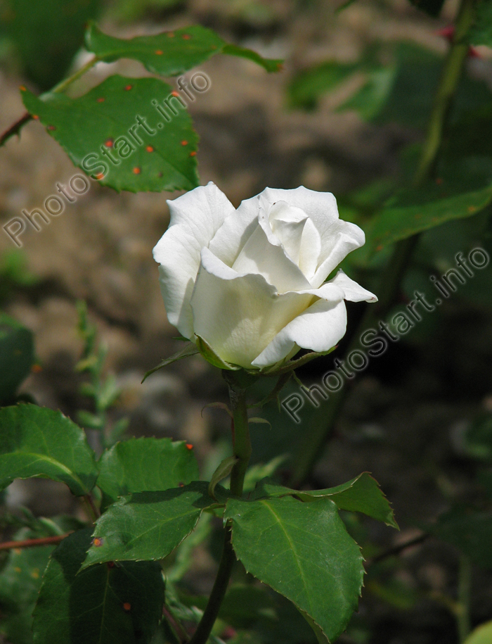 Бутон белой розы Эдельвейс (Edelweiss).