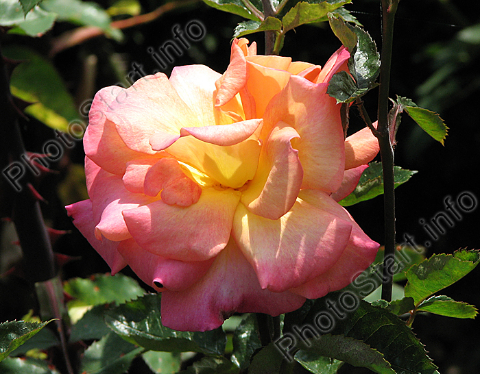 -   (Mexicana).