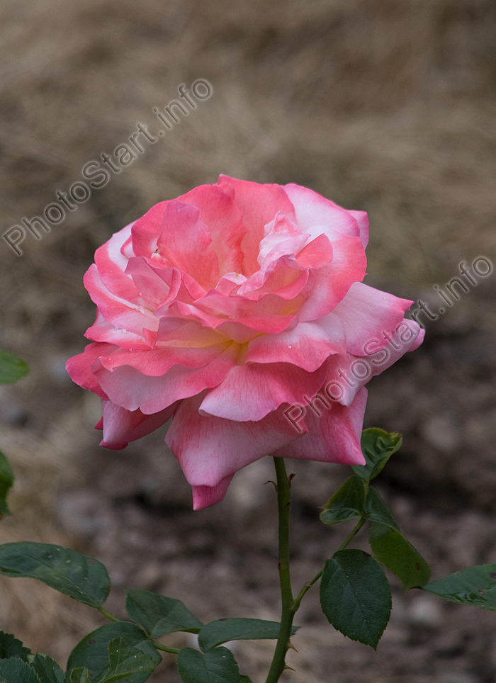 Розовый цветок розы Майор Гагарин.