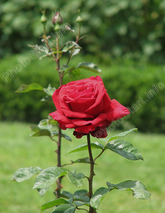 Красная роза Конрад Хенкель (Konrad Henkel).