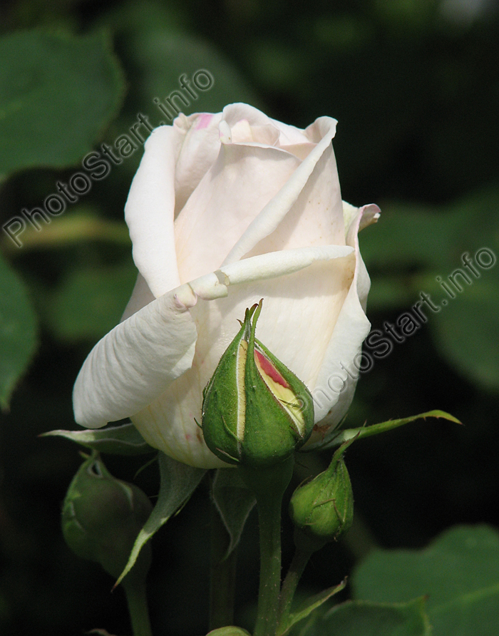 Бутоны белой розы Гранд Могул (Grand Mogul).