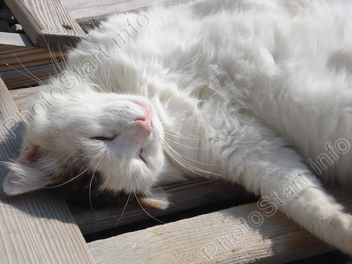 Белый котик дремлет на солнышке.
