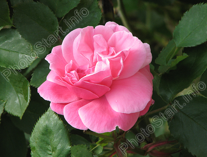 Цветок розовой розы из Никитского сада.
