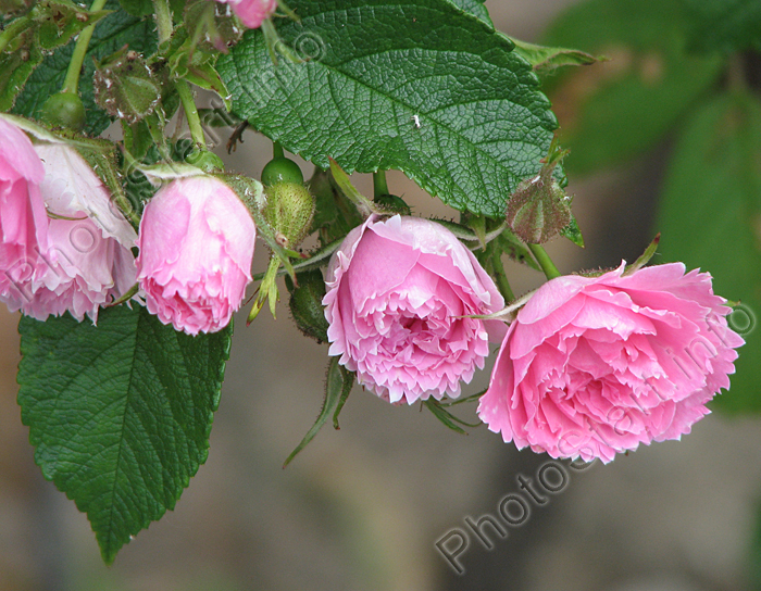   Pink Grootendorst.