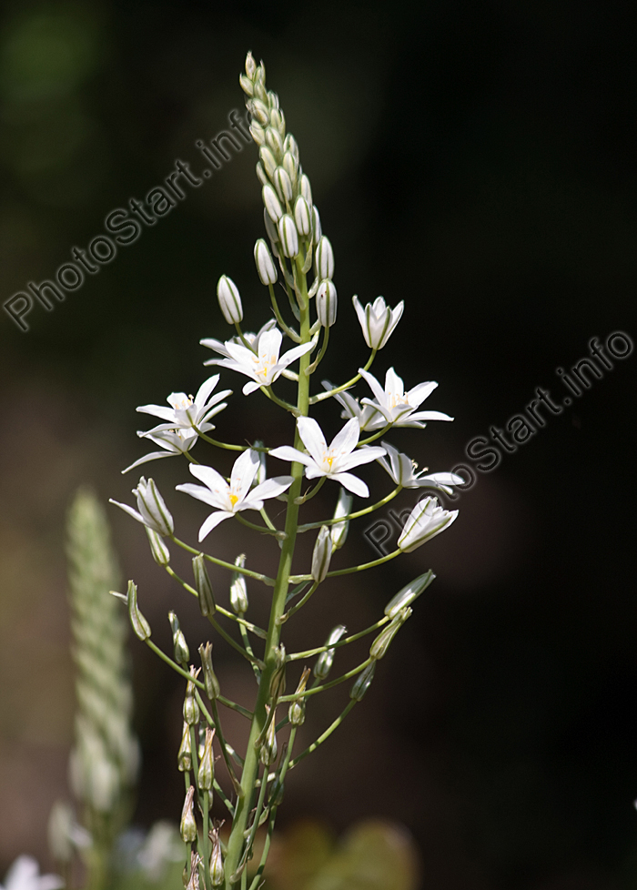 Растение с мелкими белыми цветами.
