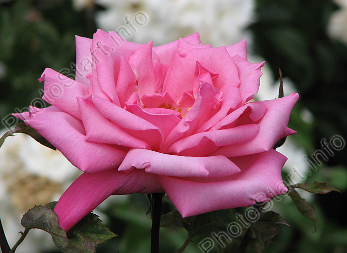 Розовая чайно-гибридная роза Сильвия (Sylvia).