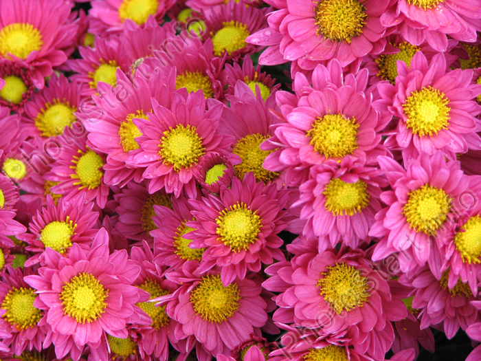 Панно из темно-розовых хризантем с желтыми серединками..