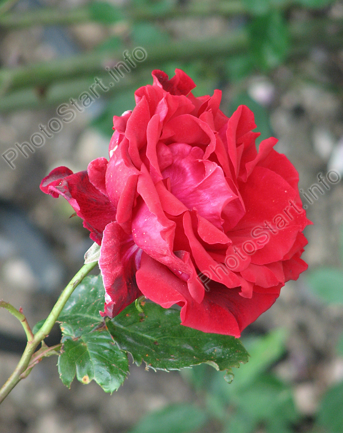 Плетистая роза Грандесса (Grandessa).