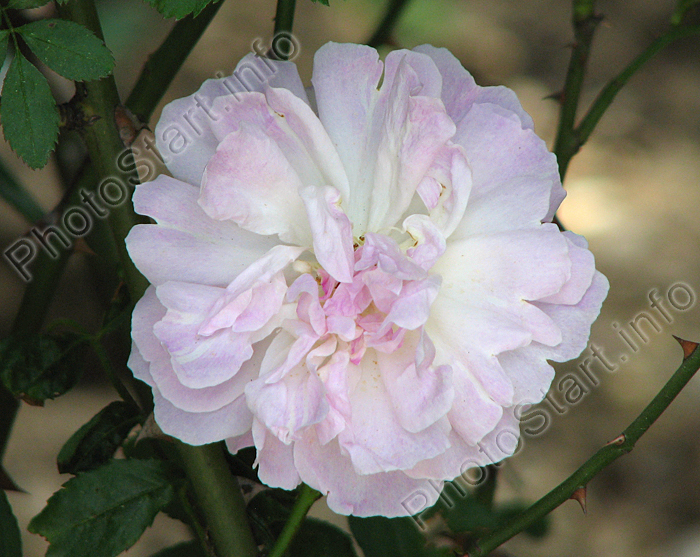 - Rosa indica Loureiro.