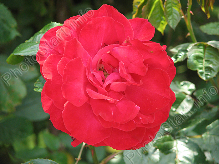Красная плетистая роза Гейдельберг (Heidelberg).