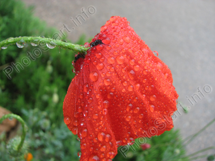 Цветок мака в каплях дождя