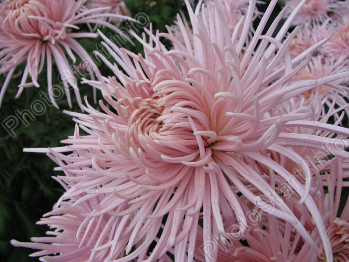 Расцветающая хризантема Районант Пинк (Raionnant Pink) крупным планом.