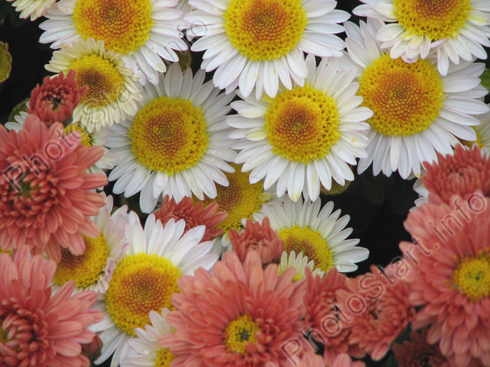 Выставка хризантем в Никитском Ботаническом Саду. Композиция из белых и пастельных хризантем.