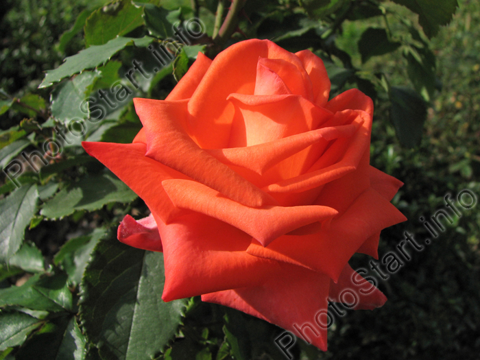 Оранжевая роза Проминент (Prominent)