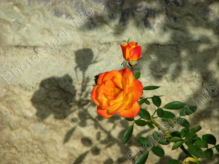 Небольшая оранжевая роза Санмейд (Sunmaid).