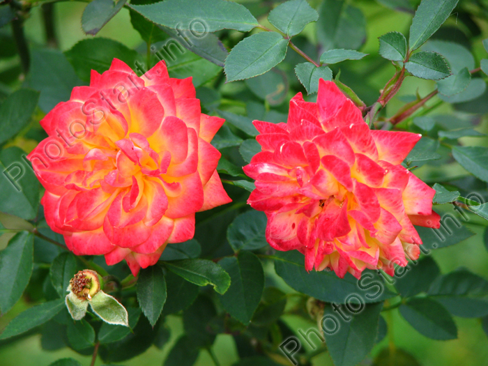 Две розы Мандарин (Mandarin).