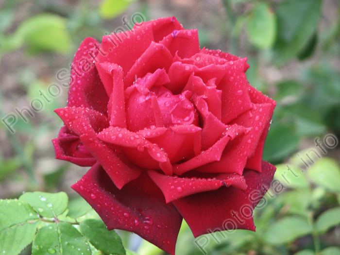 Бургундская роза (Burgund)