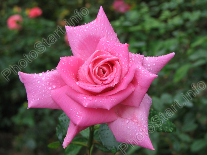 Розовая роза в форме звезды.