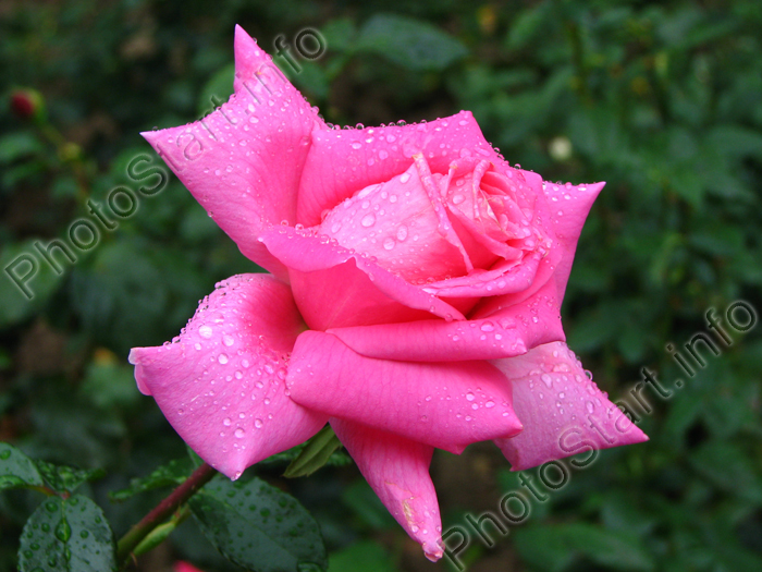 Ярко-розовая роза в капельках росы.