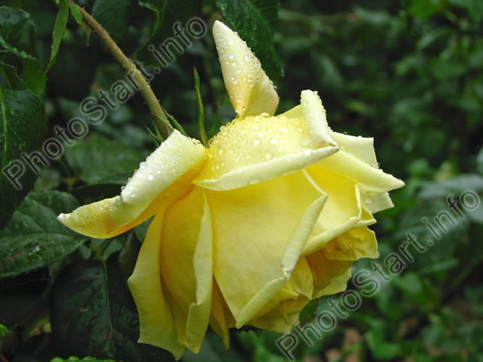 Желтая роза Гельмут Шмидт (Helmut Schmidt).