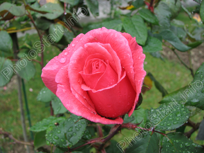 Бутон розовой чайно-гибридной розы.