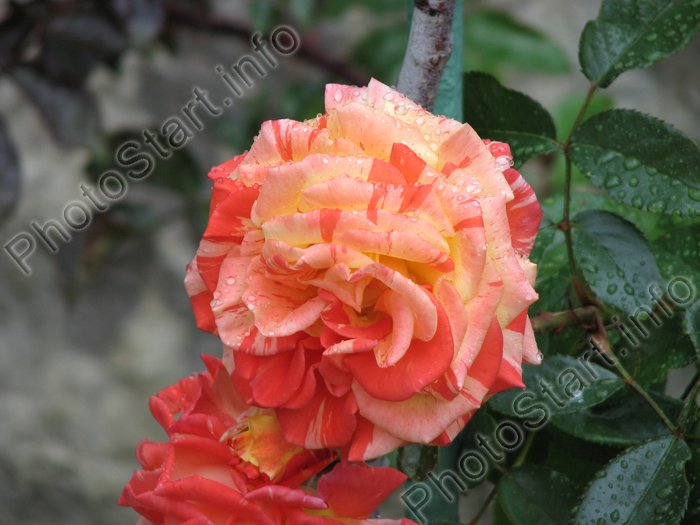 Двухцветная роза Оранджес-энд-Лемонс (Oranges and Lemons).