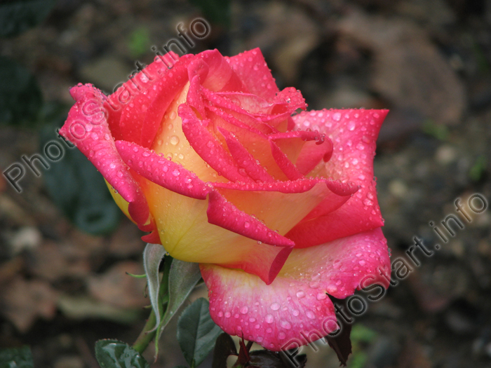 Двухцветная роза с желтыми лепестками, переходящими по краю в ярко-розовый.