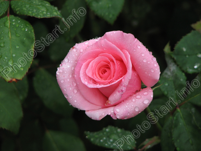 Бутон розовой розы в капельках росы.
