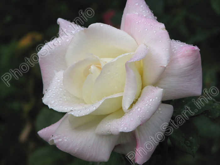 Белая чайная роза Анастасия (Anastasia).