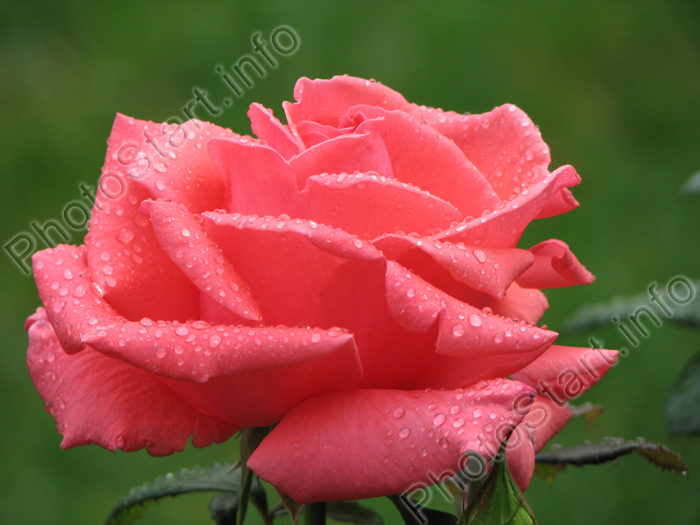 Пышная розовая роза с капельками росы