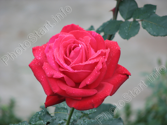 Фото алой розы с капельками росы.