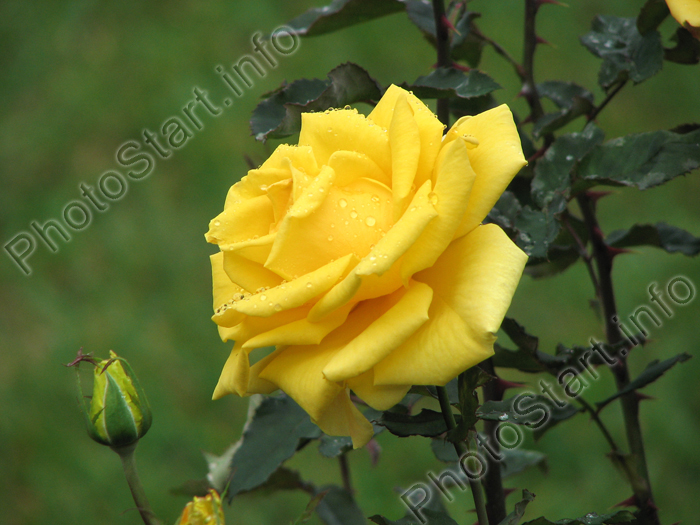 Желтая роза Мабелла (Mabella) с бутоном.