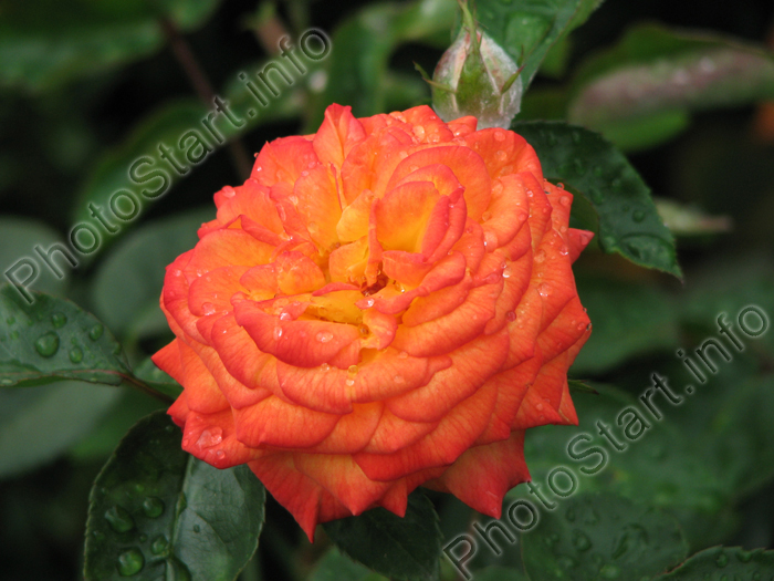 Желто-оранжевая роза после дождя.