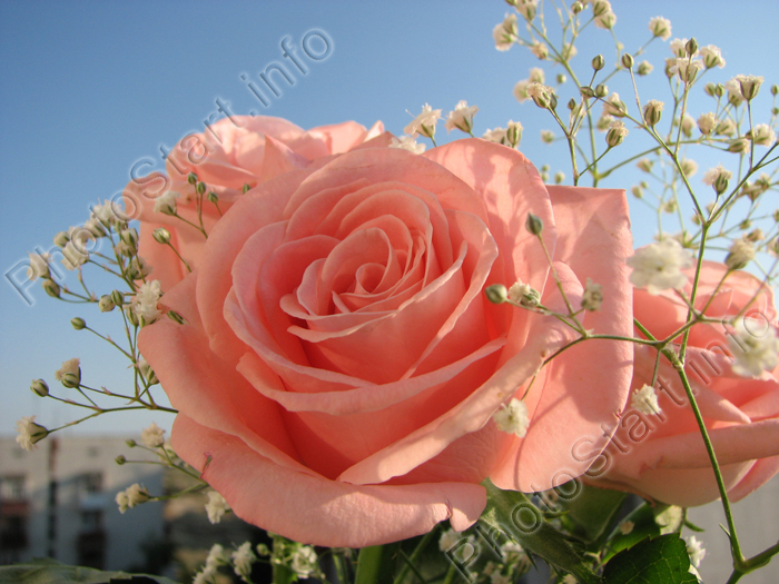 Розовая роза.