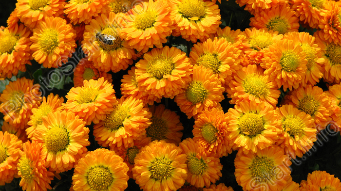 Пчела на цветах хризантемы Золотая Рыбка.